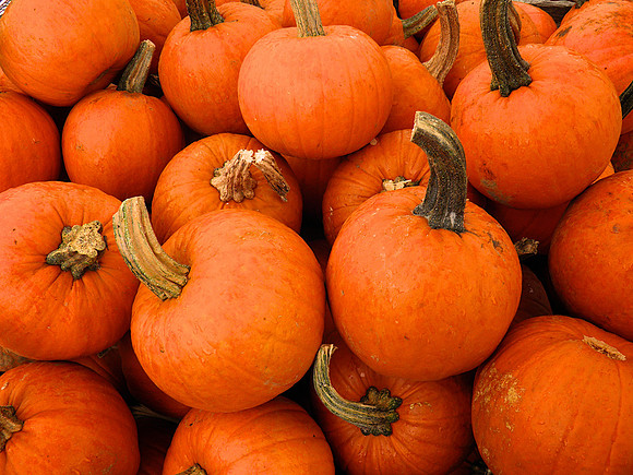 Fall-Autumn 23