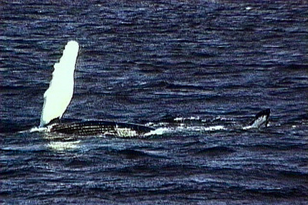 SS074-0051.jpg