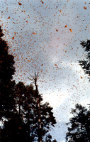 The Monarch Butterfly