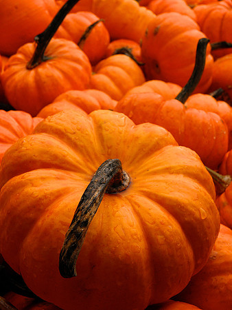 Fall-Autumn 20