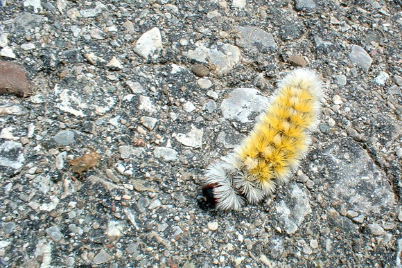 SS061-0004.jpg
