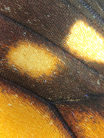 Monarch=CloseUps1