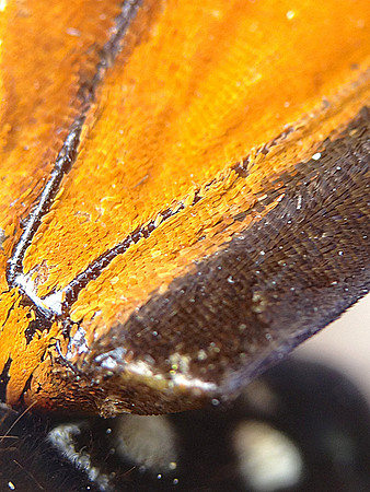 Monarch=CloseUps3