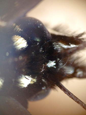 Monarch=CloseUps2