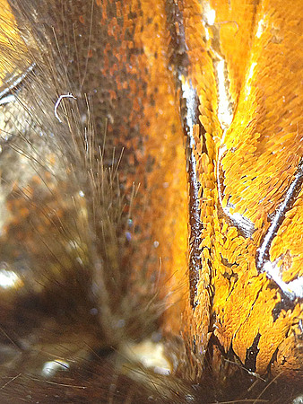 Monarch=CloseUps4