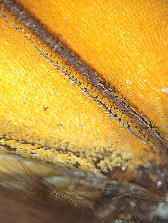 Monarch=CloseUps5