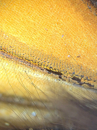 Monarch=CloseUps6