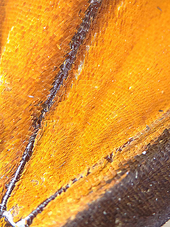 Monarch=CloseUps8