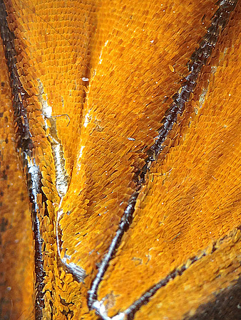 Monarch=CloseUps9