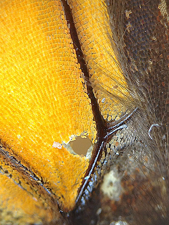 Monarch=CloseUps10