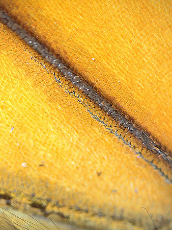 Monarch=CloseUps11