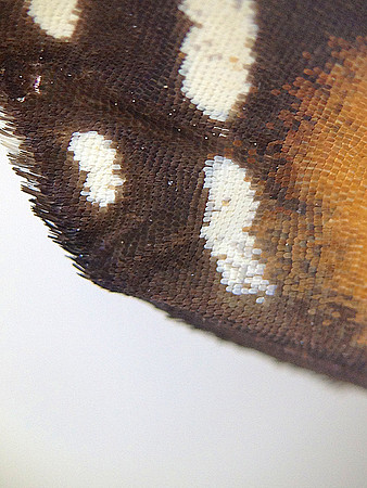 Monarch=CloseUps12