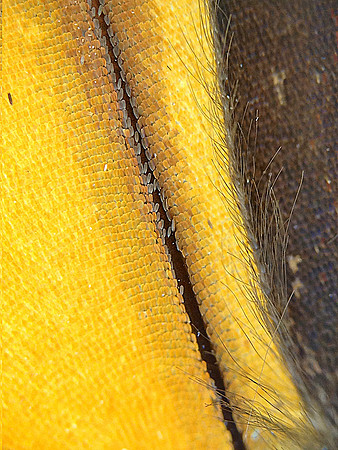 Monarch=CloseUps13
