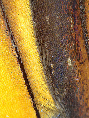 Monarch=CloseUps14