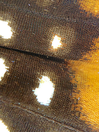 Monarch=CloseUps15