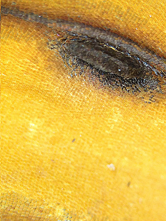 Monarch=CloseUps16