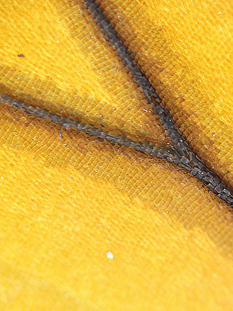 Monarch=CloseUps17