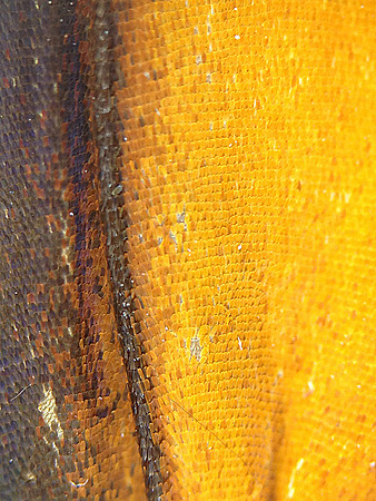 Monarch=CloseUps19