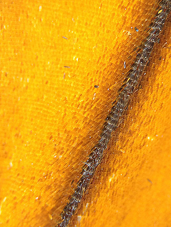 Monarch=CloseUps20