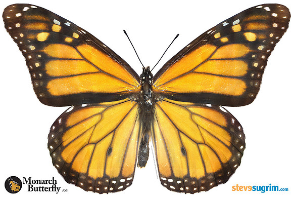Monarch-Butterfly-at-5000px