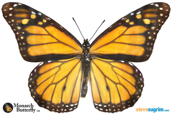 Monarch-Butterfly-at-20000px