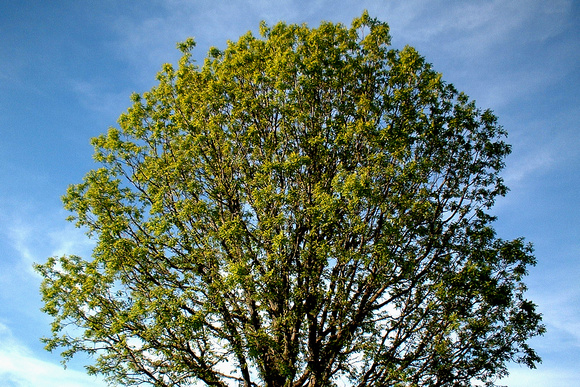 SS081-0016.jpg