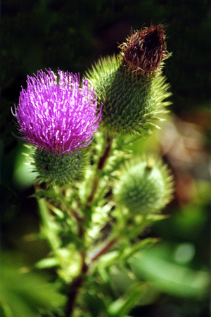 SS08-0007.jpg