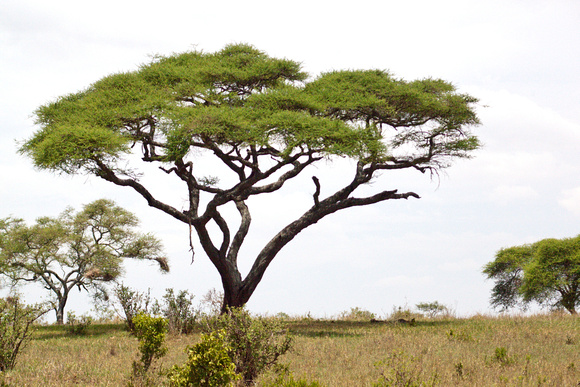 Tanzania0288