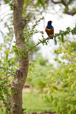 Tanzania0351