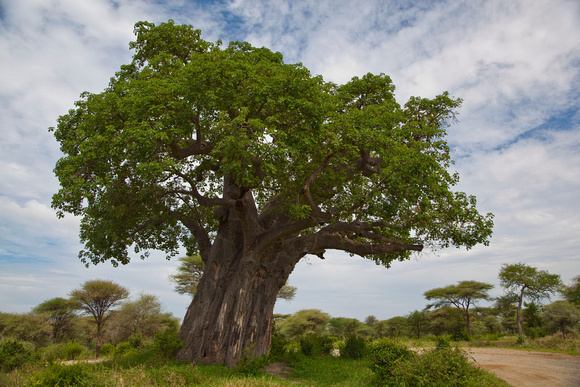 Tanzania0171