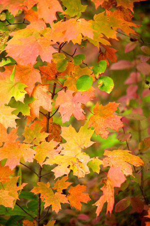 FallHike 3