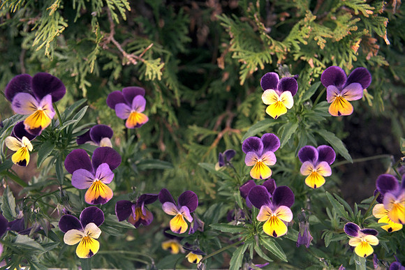 SS08-0050.jpg