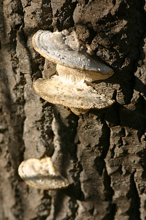 SS081-0126.jpg
