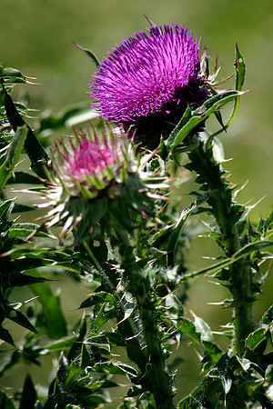 SS08-0033.jpg
