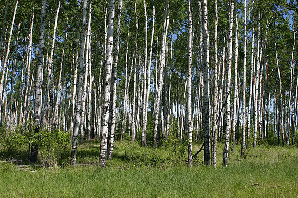 SS081-0043.jpg
