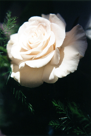 SS08-0009.jpg