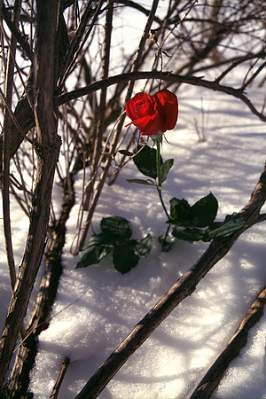 SS08-0044.jpg