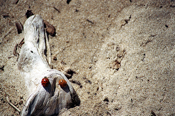 SS06-0080.jpg