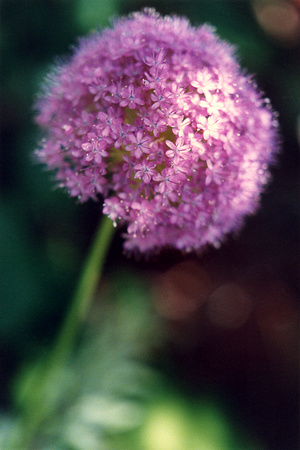 SS08-0020.jpg