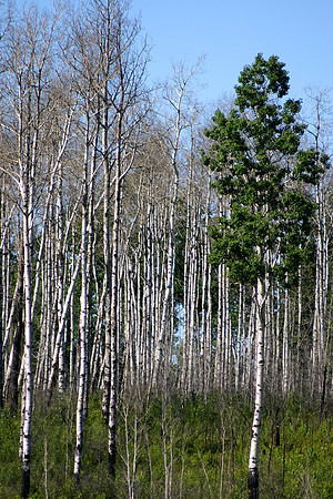 SS081-0048.jpg