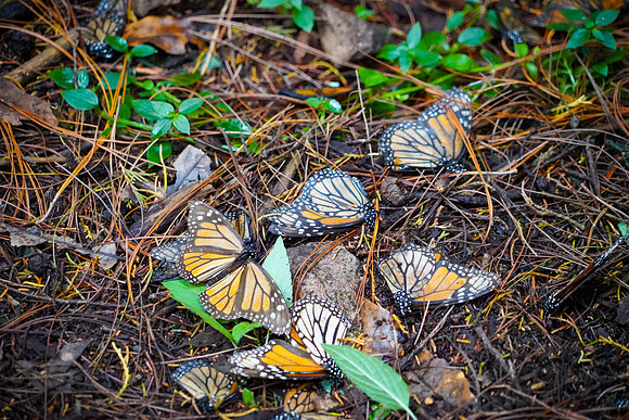 Monarch-Butterfly-3