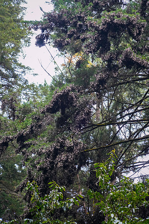 Monarch-Butterfly-5