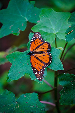 Monarch-Butterfly-6