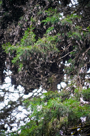 Monarch-Butterfly-7