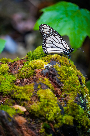 Monarch-Butterfly-8
