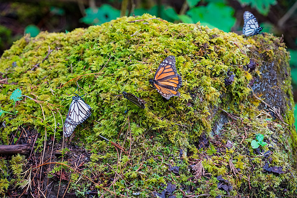 Monarch-Butterfly-13