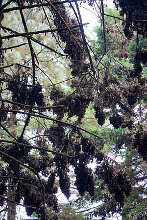 Monarch-Butterfly-15