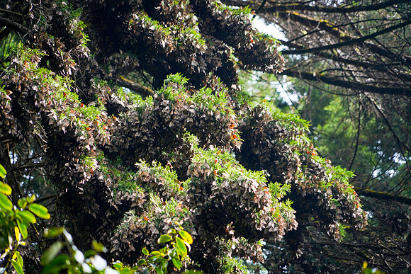 Monarch-Butterfly-22