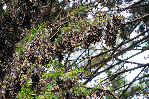 Monarch-Butterfly-25