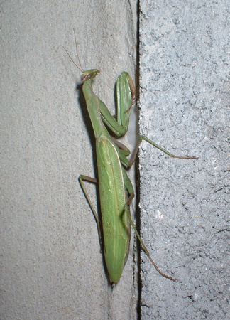 SS064-0018.jpg